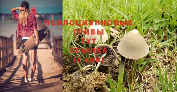 PSILOCYBIN Бородино